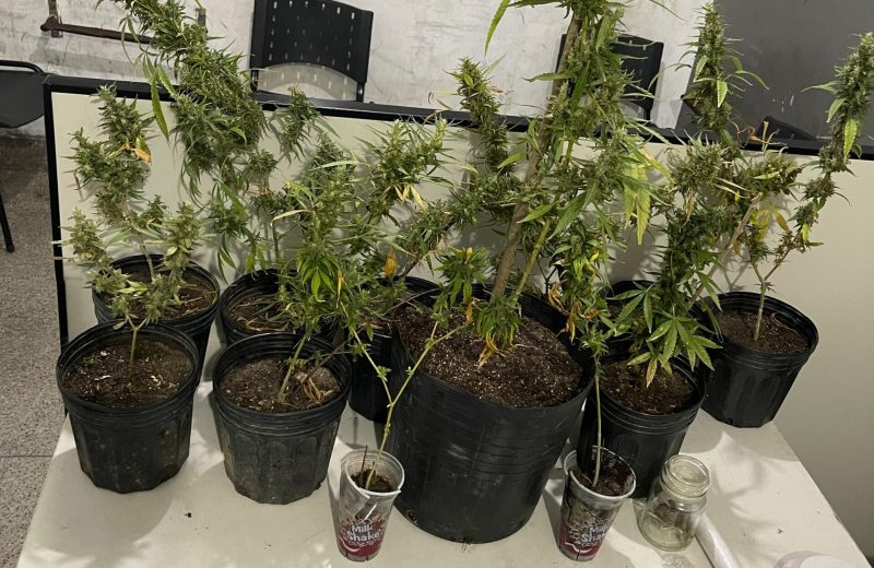 Suspeito é preso em flagrante com mudas de maconha no município de São Cristóvão