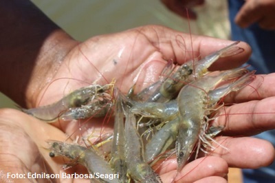 MPF quer que o Estado não forneça novas licenças ambientais para criação de camarões em Socorro