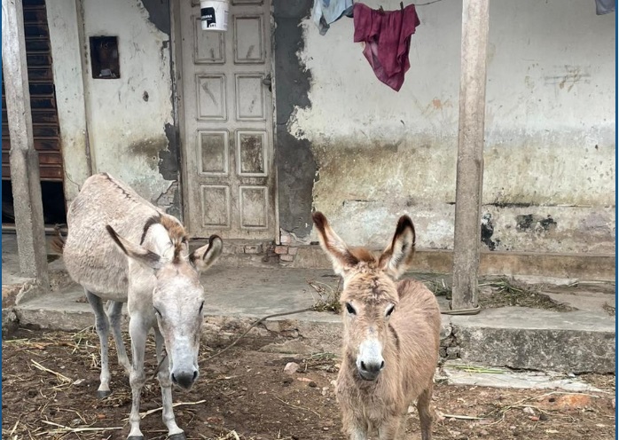 Homem suspeito de praticar maus-tratos e realizar sexo com animais é preso