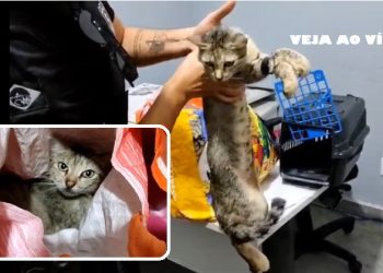 Mulher tenta usar gata para colocar drogas no presido em Sergipe- VEJA O VÍDEO