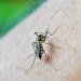 Brasil já tem mais de 3 milhões de casos de dengue em 2024