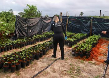 Polícia desarticula organização criminosa em tráfico de drogas em Sergipe