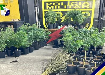 Homem é preso suspeito por cultivar plantação de maconha dentro de casa