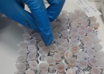 SES segue com vigilância laboratorial para monitorar vírus oropouche em Sergipe