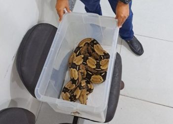 Jiboia Cai do oitavo Andar e tutor responderá por crime Ambiental