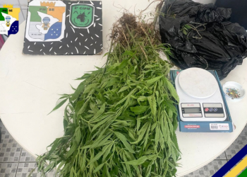Polícia desmantela plantação de maconha em Barra dos Coqueiros