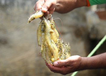 Qualidade da água garante saúde na criação de peixes e camarões