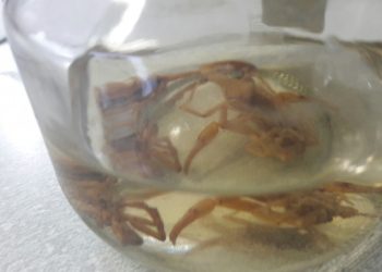 SES reforça medidas preventivas e cuidados com animais peçonhentos