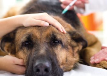 Secretaria da Saúde inicia campanha de vacinação antirrábica