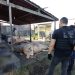 Abatedouro Clandestino é Fechado em Propriá, suspeito é preso