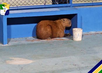 Capivara é resgatada em quadra de tênis na orla de atalaia, em Aracaju