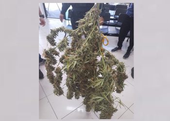 Polícia apreende pé de maconha durante atendimento a caso de violência doméstica em Aracaju