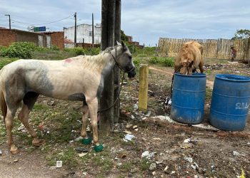 Polícia recupera cavalos furtados em Propriá e prende suspeito