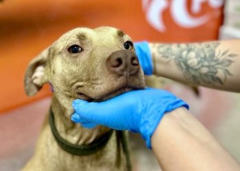 Programa Aju Animal retoma atividades e realiza primeiras castrações do ano