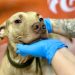 Programa Aju Animal retoma atividades e realiza primeiras castrações do ano