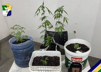 Polícia apreende pés de maconha cultivados ilegalmente em residência de Riachuelo