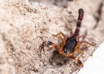 Sergipe registra mais de 4 mil casos de intoxicação em 2024, segundo Ciatox