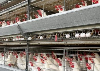 Sergipe descarta caso suspeito de gripe aviária em Graccho Cardoso