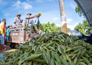 Vendas na Ceasa crescem com alta procura por milho no período junino