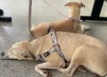 Kitty Lima garante aprovação de cadastro estadual de animais domésticos em Sergipe