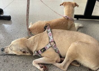 Kitty Lima garante aprovação de cadastro estadual de animais domésticos em Sergipe