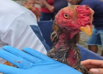 PM fecha rinha de galos e autua dois homens na Barra dos Coqueiros
