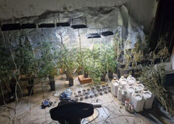 BPRp desmantela estufa de maconha em Aracaju