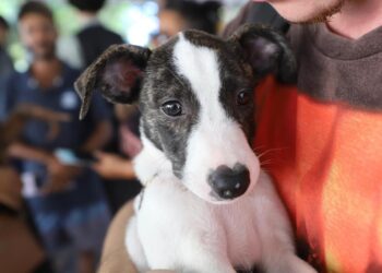 Prefeitura de Aracaju realiza campanha de adoção de animais no Shopping Riomar