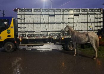 BPRv recolhe 10 animais soltos em rodovias