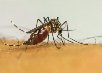 Infecções por Aedes aegypti elevam risco de complicações no parto