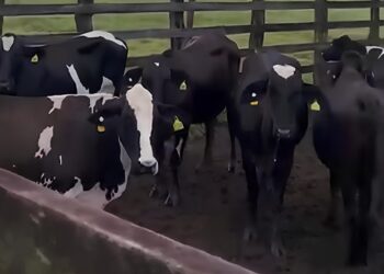 Polícia recupera gado furtado em ação conjunta em Itabaiana