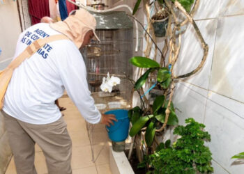 Seis municípios de Sergipe apresentam alto índice de infestação do Aedes aegypti, aponta LIRAa