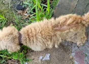 Cão vítima de maus-tratos é resgatado em Umbaúba