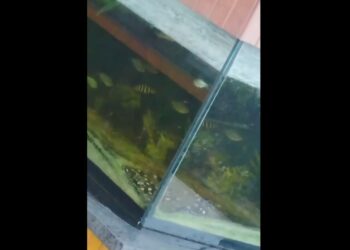 Polícia indicia proprietário e administrador de foodpark em Aracaju por maus-tratos a animais