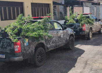 BPChoque apreende 300 pés de maconha e prende suspeito por tráfico em Nossa Senhora do Socorro
