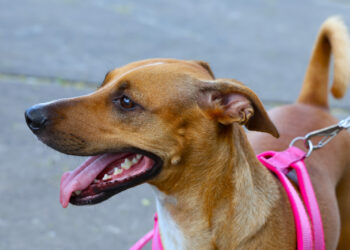 São Cristóvão inicia campanha de vacinação antirrábica nesta sexta-feira, 3