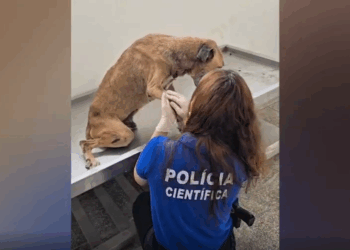 Depama resgata cachorro vítima de maus-tratos no Bairro Farolândia, em Aracaju