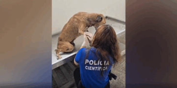 Depama resgata cachorro vítima de maus-tratos no Bairro Farolândia, em Aracaju