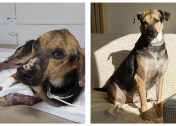 Decisão inédita garante o direito de importar remédio para tratamento de um cãozinho de estimação em Sergipe