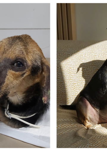 Decisão inédita garante o direito de importar remédio para tratamento de um cãozinho de estimação em Sergipe