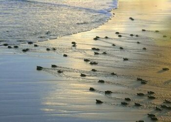 MPF cobra medidas contra fotopoluição em áreas de desova de tartarugas em Sergipe