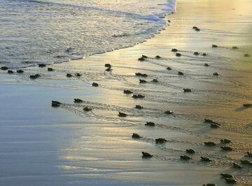 MPF cobra medidas contra fotopoluição em áreas de desova de tartarugas em Sergipe