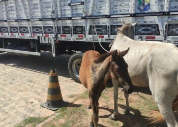 Operação Jaguar Boiadeiro recolhe animais soltos em rodovias estaduais