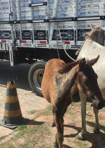 Operação Jaguar Boiadeiro recolhe animais soltos em rodovias estaduais