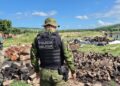 Operação Mandakaru intensifica combate ao desmatamento em Sergipe