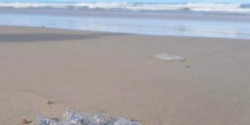 Acidentes com caravelas aumentam mais de 430% em Sergipe em 2026