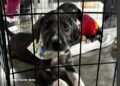Prefeitura de Aracaju realiza campanha de adoção de animais neste fim de semana