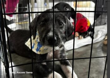 Prefeitura de Aracaju realiza campanha de adoção de animais neste fim de semana