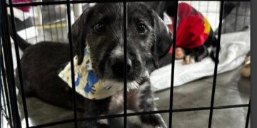 Prefeitura de Aracaju realiza campanha de adoção de animais neste fim de semana