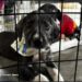Prefeitura de Aracaju realiza campanha de adoção de animais neste fim de semana